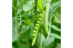Image Fresh green peas growing in a pod on the plant